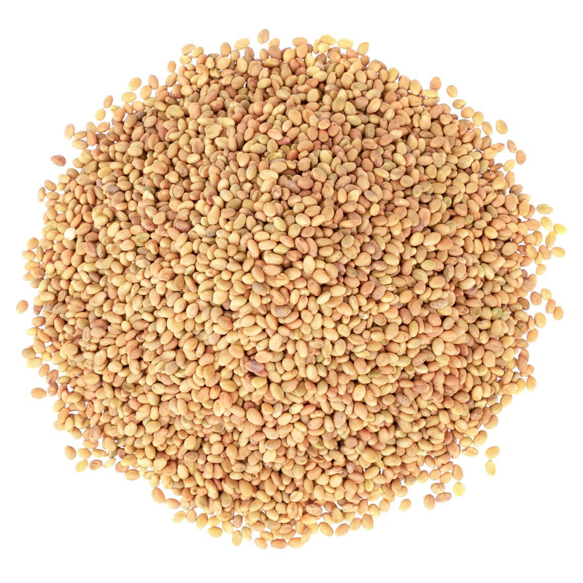 Clover Seeds 11kg